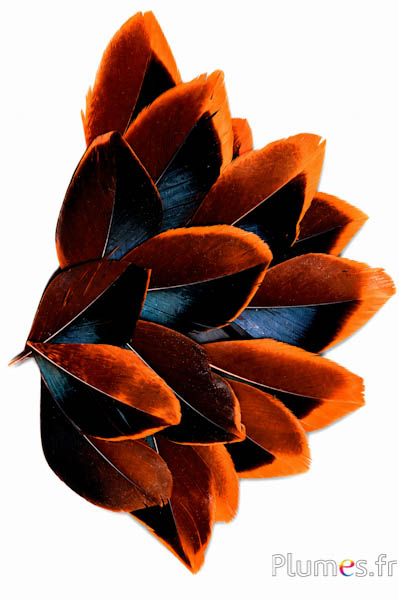 Petali in piume - 5-8 x 3-4 cm - arancione-nero